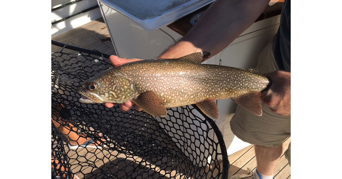 Lake Trout
