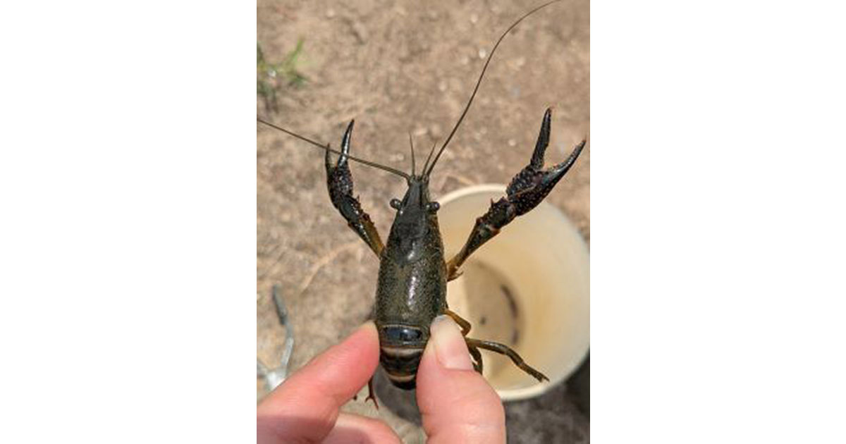 Red Swamp Crayfish