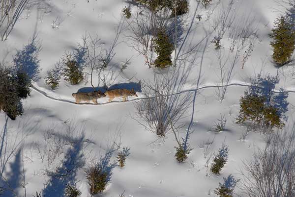 Michigan Wolf Survey Shows Healthy Wolf Population in UP