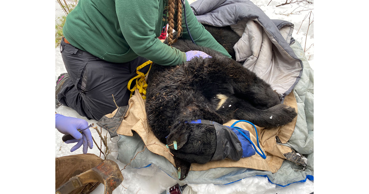 Downed bear being examined