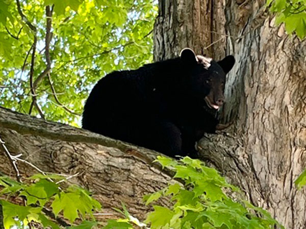 Mt. Pleasant bear