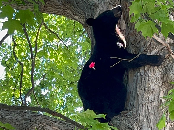 Bear with tranquilizer dart