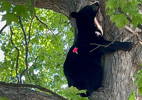Bear Climbs Tree within Mt. Pleasant City Neighborhood, Gets Relocated