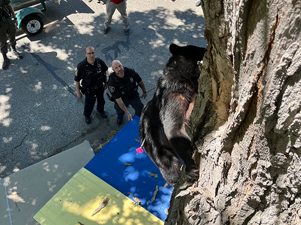 Police and biologists relocate bear