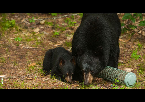 How-to Avoid Bear Conflicts This Spring