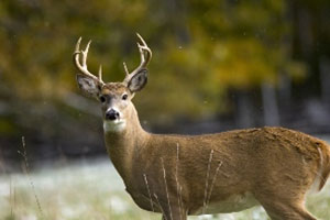 Hunting Continues to Drive Economic Impact in Michigan