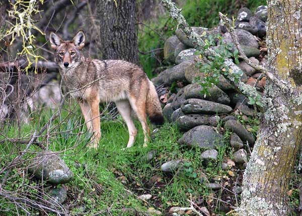 Get SMART About Michigan's Urban Coyotes