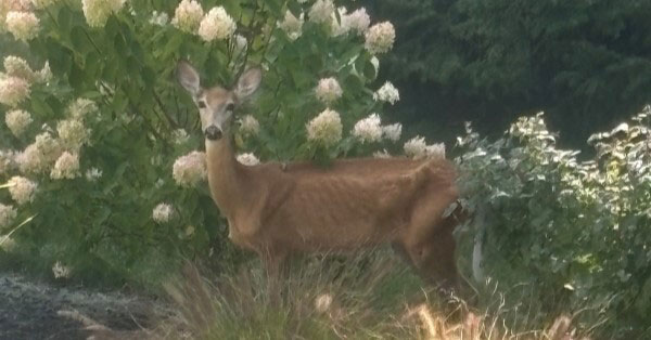 CWD reported in Allegan county
