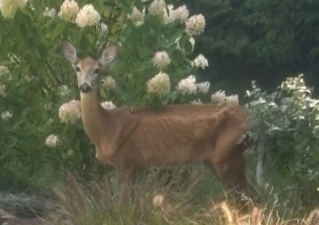 DNR Reports Allegan County’s First CWD-positive Deer