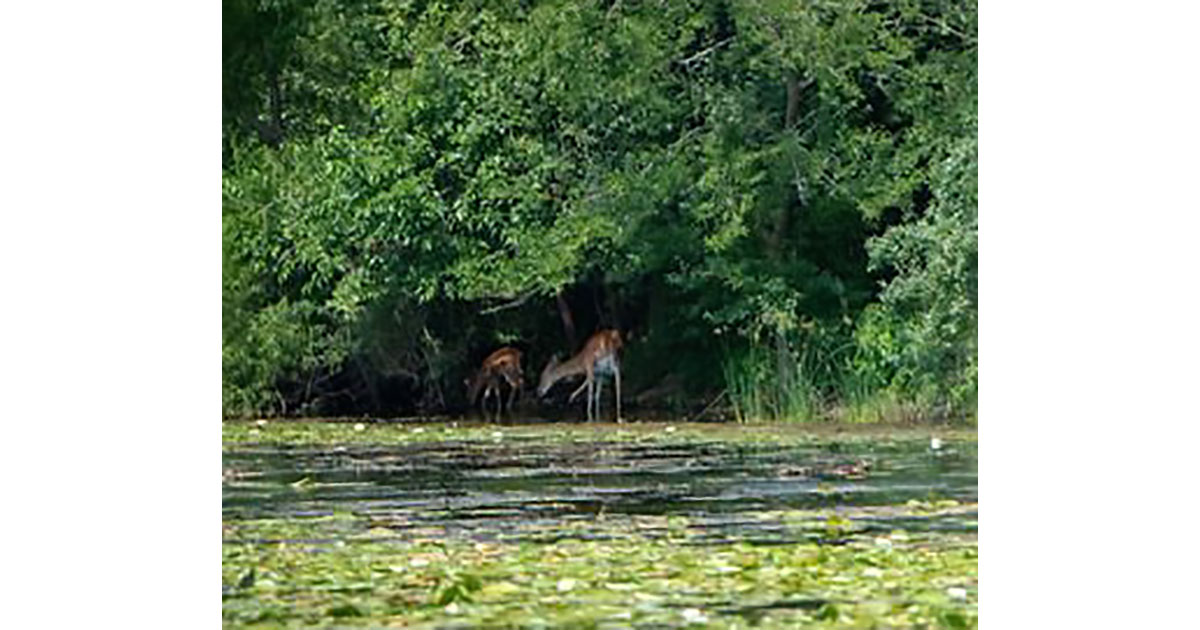 Michigan deer