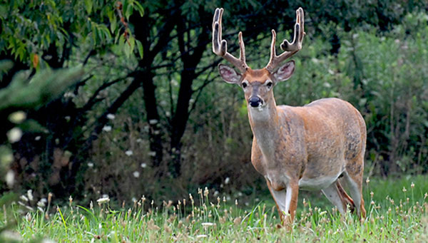 2016 Michigan Deer Hunting Prospects