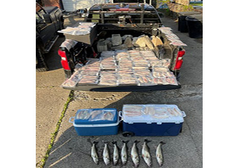 Michigan Anglers Busted for Detroit River Walleye Overharvest