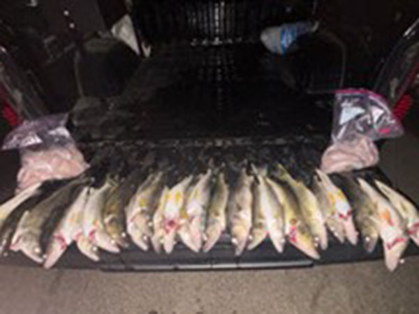 Detroit River Walleyes