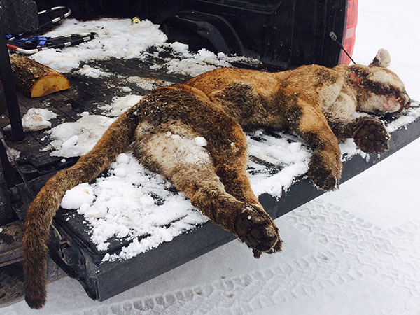 DNA Test Cougars Killed in the Upper Peninsula