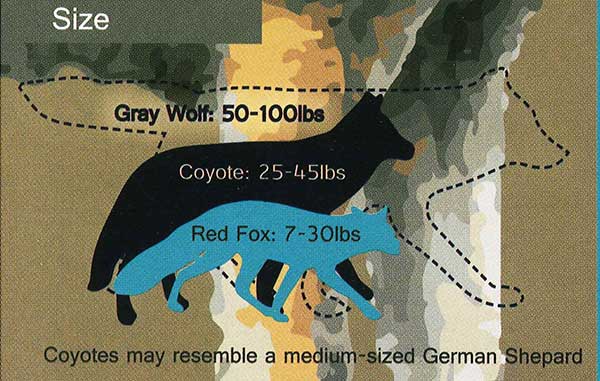 Fox, Coyote, Wolf Comparison