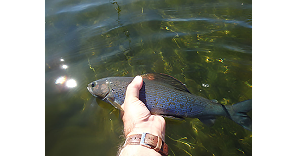 Arctic Grayling