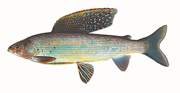 Grayling