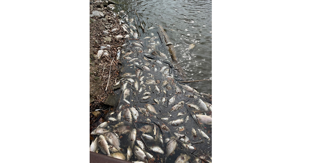 Lake Macatawa Fish Die-off