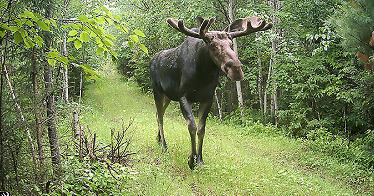Michigan Bull Moose