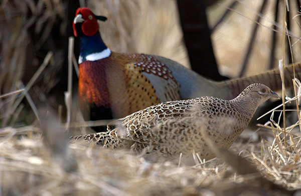 Agreement Provides $550,000 for Pheasant Habitat in SW Michigan