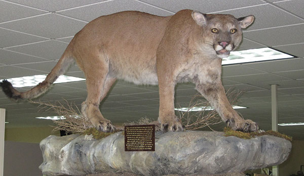 Poached Cougar