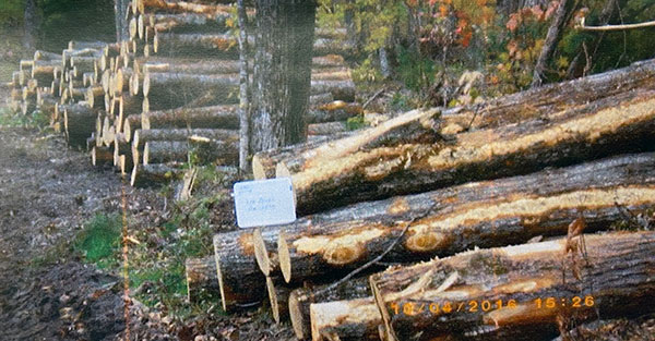 Michigan Timber
