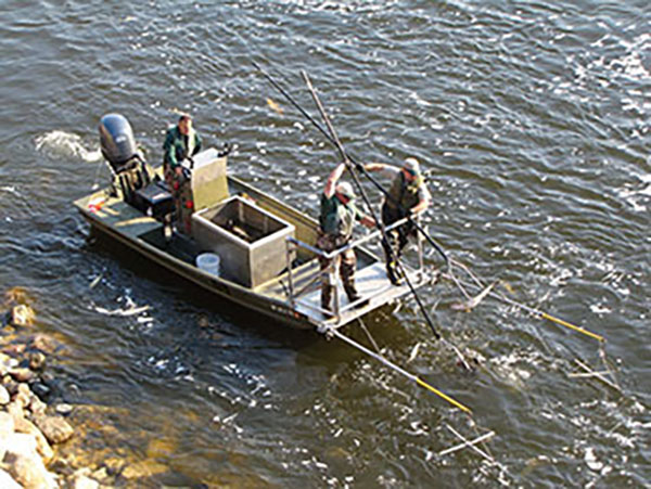 Walleye Electro-fishing