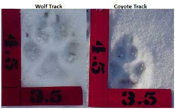 Wolf & Coyote Tracks