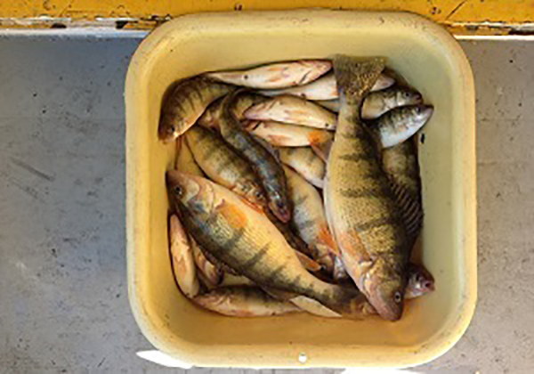 Anglers Reminded of Michigan's Perch Limit Reduction 