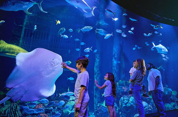Wonders of Wildlife Aquarium