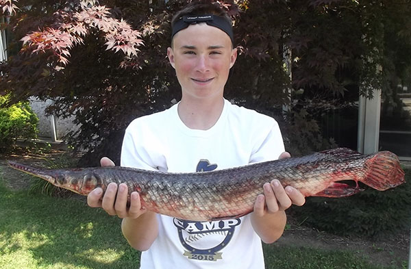 Indiana State Record Spotted Gar