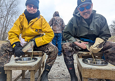 DNR to Begin Muskegon River Walleye Egg Collection