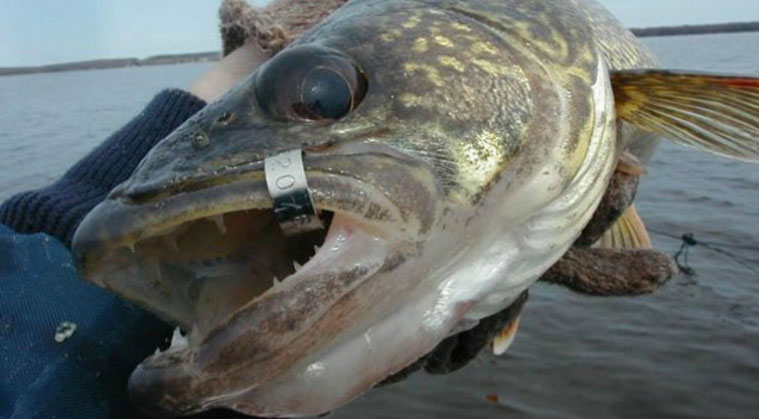 Those who fish Michigan's Great Lakes may catch a walleye with one of two types of tags: a jaw tag or a disk tag (both pictured here). Those who do are asked to report it to the DNR.
