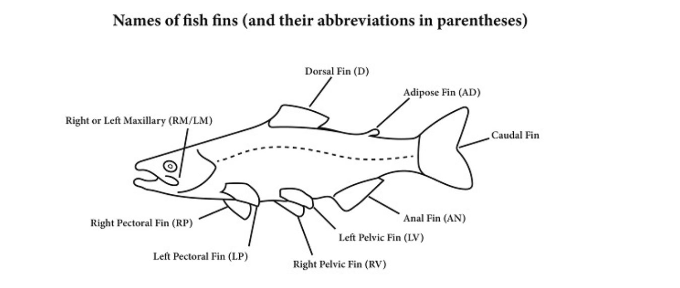 Names of Fish Fins