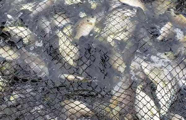 Panfish in net