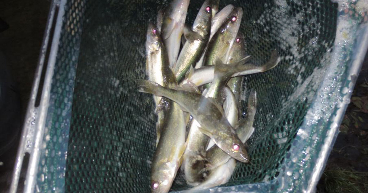 Walleye Fingerlings