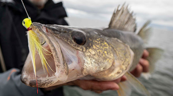 Sylvan, Winona Among Indiana’s Top Walleye Fisheries