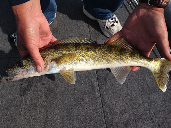 St. Joe River Walleye, Bass Looking Good