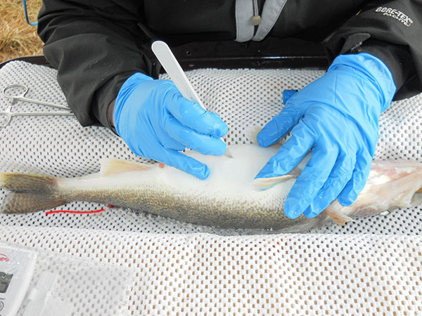 Transmitter being implanted in walleye