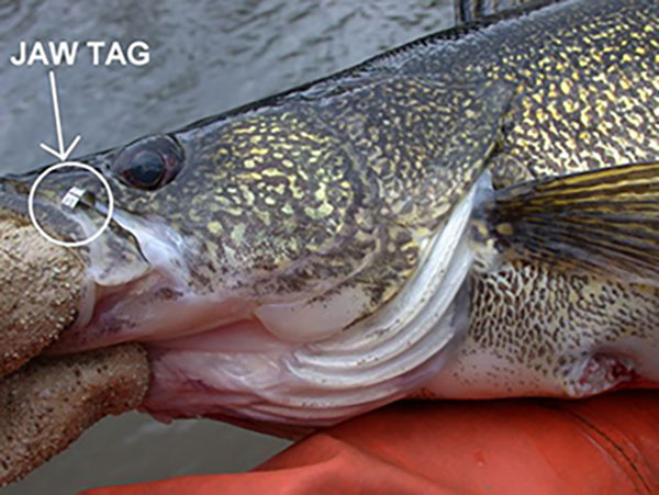 Walleye with Jaw Tag