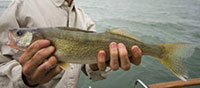 Erie daily walleye possession limit remains at six.