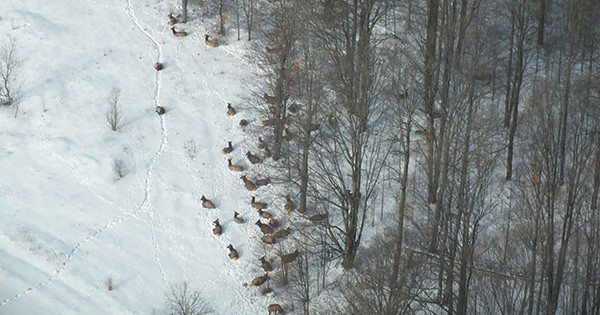Majority of Michigan Elk Hunters Were Successful