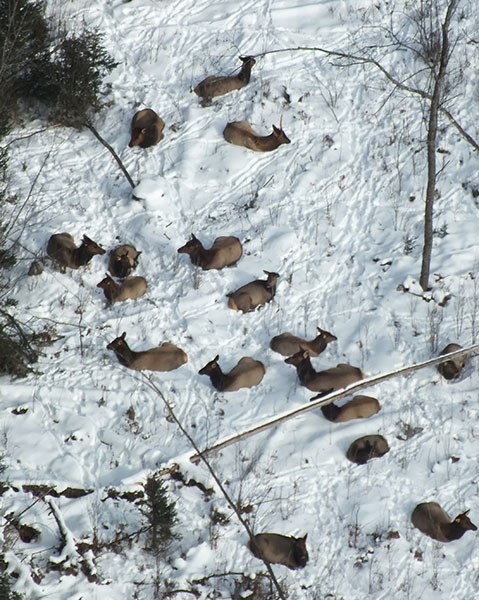 Michigan Elk Herd