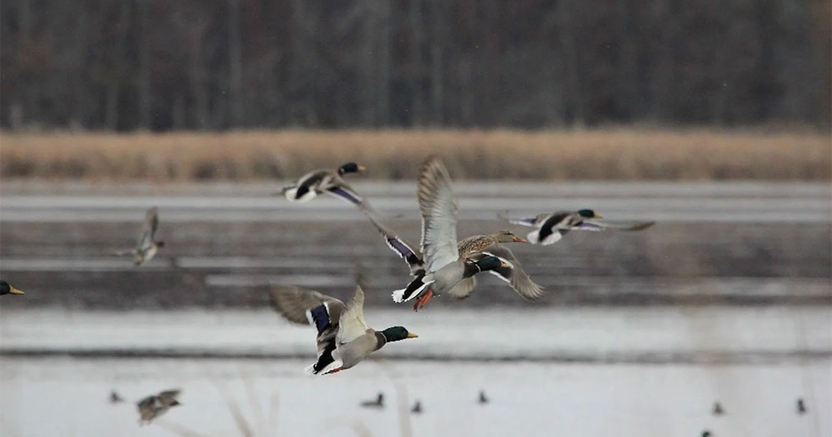 Indiana Waterfowl Hunting