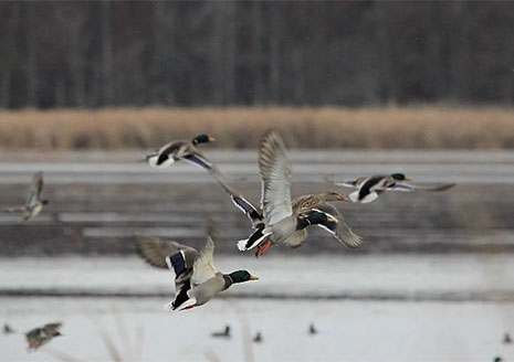 Here’s All of Details for Waterfowl Hunting in Indiana This Fall