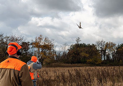 Michigan’s Pheasant Season Details Outlined