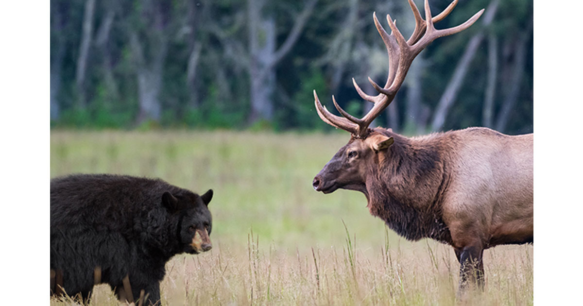 Michigan Bear and Elk