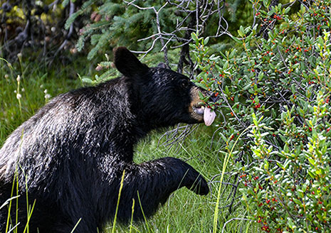 Michigan Bear Hunters Record Strong 2025 Harvest in UP