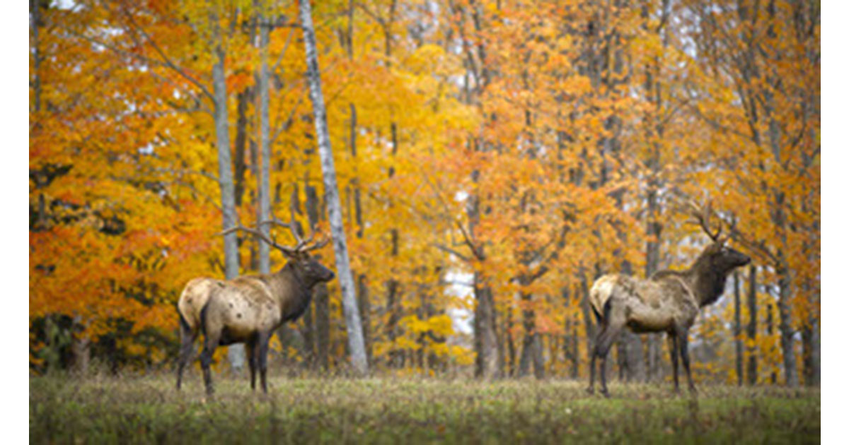 Michigan Elk