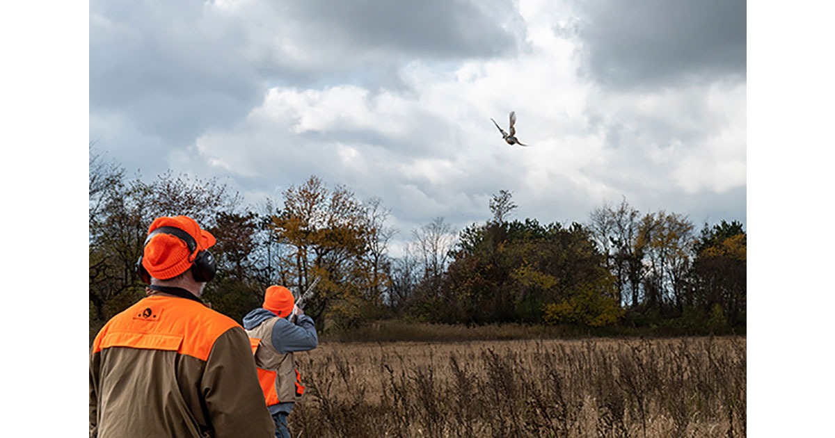 Michigan Pheasant hunting
